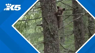 WATCH: Rescue workers release orphaned bear cubs back into Washington woods