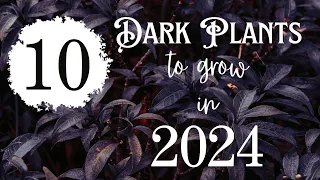 Goth up your garden in 2024!  ~10 Spooky Sprouts in Blacks, Purples, and Reds~