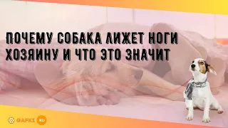 Почему собака лижет ноги хозяину и что это значит