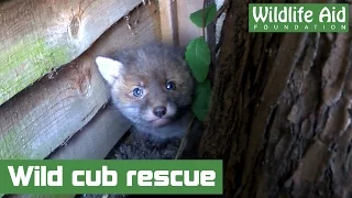 Lost fox cub brought back home