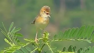 Birdwatching in Chiang Mai - Thailand