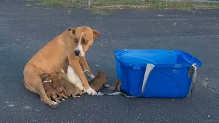 A mom dog and her 9 puppies were abandoned by their owners