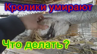 Кролики УМИРАЮТ  Почему?  Что делать?  Какая зараза?