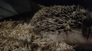 Hedgehog noises