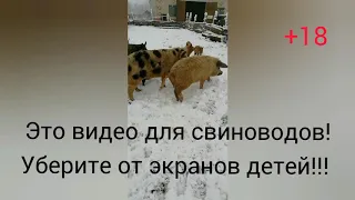 Самый гуманный способ забоя свиньи 2!!!