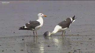 Earth 8: Red tide killing fish in North County