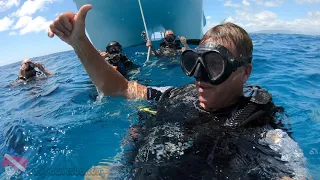 Oahu Scuba Diving | Sea Tiger & Horseshoe Reef | vlog 443