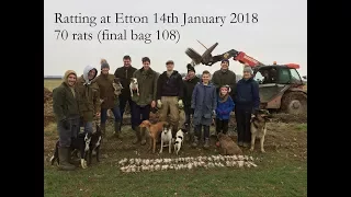 Ratting at Etton with terriers and lurchers 140118