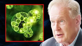 Algae-Based Omega-3 Supplements Are MISSING This Essential Fatty Acid | Dr. Robert Lustig