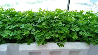 How to Plant Parsley ❓🌿 How to Grow Parsley in Pots❓