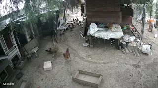 Coyote Attacks Chickens