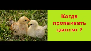 Цыплята. Когда необходимо пропаивать? Chickens. When is it necessary to solder?