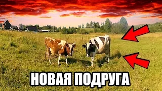 Соседи жалуются на КОРОВУ! Жизнь в деревне