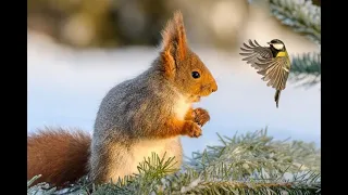 Эти белки неподражаемы   можно смотреть до бесконечности  Lovely squirrels