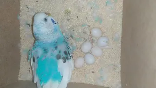 Самка волнистого попугая высиживает яйца .