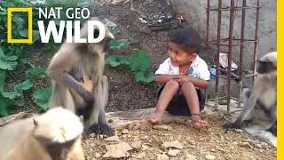 Boy and Wild Monkeys Make Unlikely Friends | Nat Geo Wild