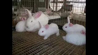 How to Properly Breed Your Rabbits For Success