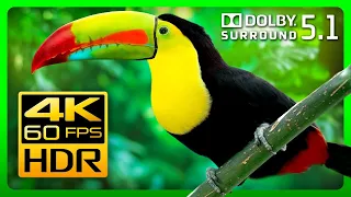 Breathtaking Colorful Nature 4K HDR 60fps & Dolby Surround 5.1 | Relaxing Immersive Experience