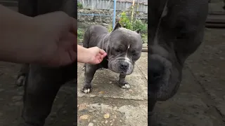 О породе американский булли, Марвел кобель в типе покет 11 месяцев.#americanbully