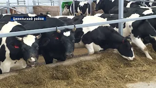 Владельцам дойных коров возобновят выплаты