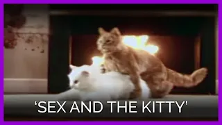 Sex and the Kitty