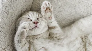 Sleepy Kitten Meowing And Sneezing