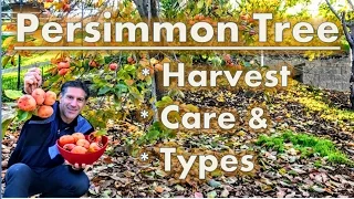 Persimmon Tree Harvest |  Care |  Varieties