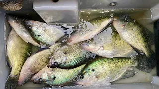 Filling The Boat with SLABS for Lunch! -- SPICY Catch and Cook!!! (Double Jigs)