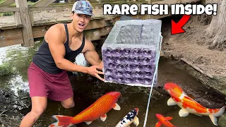 DIY FISH TRAP Catches COLORFUL Fish for my POND!