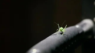 洋女人吊死在地下室