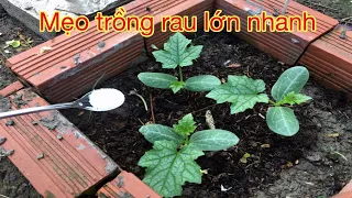 Mẹo dùng bột ngọt  trồng rau lớn nhanh xanh tốt - Phần 1