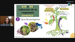 Inducción de la resistencia sistémica en plantas mediada por Trichoderma