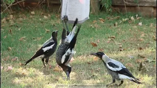 Australian Magpies Hanging Around - Part 1