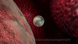 egg release ovulation anatomy ovary fallopian tube 3d medical animation company studio 3d visualizat