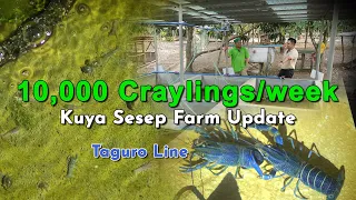 10,000 Craylings/week, Sesep's Crayfish Farm - Taguro Line