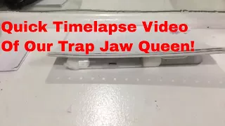 Quick Timelapse of trap jaw queen