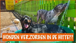 Kan iedere hond geadopteerd worden? | DierenpraatTV