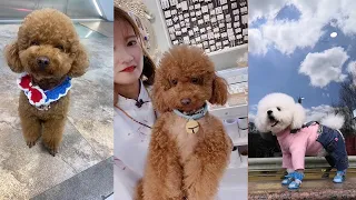 OMG So Cutest Puppies😍 Funny and Cute Dog Pomeranian#12