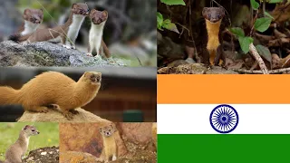 Different Types OF Weasel Species In India 🇮🇳