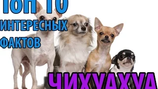 ТОП 10 ИНТЕРЕСНЫХ ФАКТОВ О ЧИХУАХУА