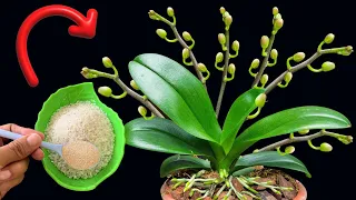 100 times stronger than Vitamin B1! Only use once and orchids bloom forever