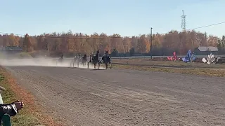 Курганский ипподром, 09.10.21, 8 заезд, Всероссийский чемпионат женщин-наездниц, 2 гит