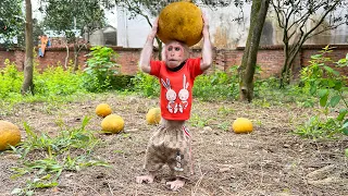 Bibi Enliste get up early Harvest Grapefruit to Surprise Mom