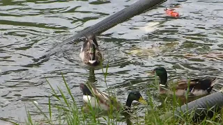 埔里鯉魚潭之綠頭鴨