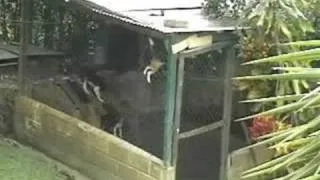 The Great Dog Escape