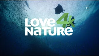 Подключайте пакет каналов «Единый Ultra» и смотрите телеканал Love Nature 4K