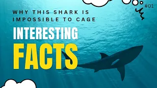 why the shark is impossible to cage?? #01