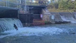 SALMON MIGRATION in BOWMANVILLE, ONTARIO