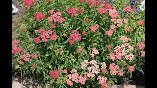 Achillea millefolium | Yarrow