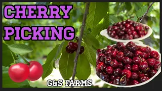 CHERRY PICKING || G&S FARMS || BRENTWOOD, CALIFORNIA